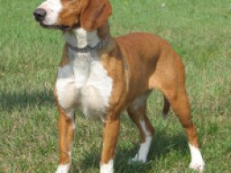 chien_courant_de_la_vallee_de_la_save_20211129_1880444786